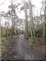 Branksome Park Woods, path in BH4 8HQ