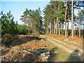 Forest Track, New Forest, Hampshire. in SO43 7GE