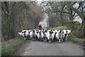 Sheep on the road near Hazel Rigg in CA10 1JA
