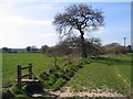 Tree and farmland from the Sandstone Trail in CW6 0EQ