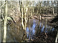 Trees in a pond off the Hillingdon Trail in UB9 6NA