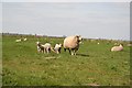 Spring Lambs in LN9 5NE
