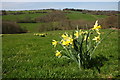Wild daffodils in Snodhill Park in HR3 6BQ