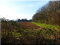 Field and woodland seen from footpath near Bannbridge Farm in GU34 5NU