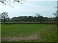 Round Wood viewed from the footpath to the north in B46 2AA