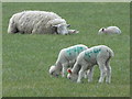 Horton: number-44 lambs graze in BH21 7JB