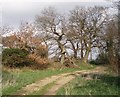 Gnarled oaks beside a track in NR20 4DF