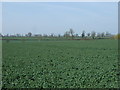 Crop field west of Lutterworth Road in LE17 5PH