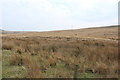 Moorland on Dirniemow Fell in DG8 0LX