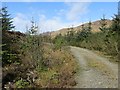 Young trees, Loch Ard Forest in FK8 3TR