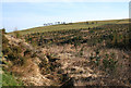 Regrowth in felled plantation on Craig-yr-hwch in SY10 7JQ