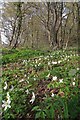 Footpath & Wood Anemone in CM3 6RG