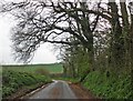 Overhanging trees on the road to Ash Priors in TA4 3JQ