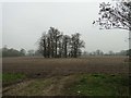 Copse in the middle of a field in PE32 2EG