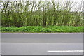 Old gatepost in hedge beside road into Chalgrove in OX44 7BY