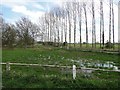 A row of poplar trees and boggy ground in NR28 9GB