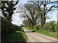 Oak trees beside Hall Road in NR11 8UJ