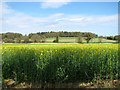 Oilseed rape crop by Warren Farm in NR11 8UJ