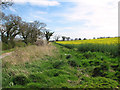 Oilseed rape crop beside Hall Road in NR11 8UJ