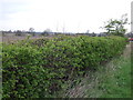 Hedgerow beside Blyton Road in DN21 3BJ