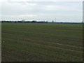 Crop field, Dring Lane in DN21 3LQ
