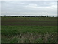 Crop field east of the A159 in DN21 3LQ