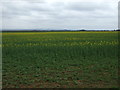 Oilseed rape crop east of the A15 in DN21 4TB