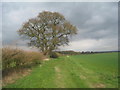 Isolated oak in Carlton-on-Trent
