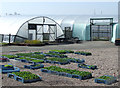 Polytunnels at Essington Fruit Farm in Staffordshire in WV11 2BP