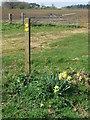 Footpath Marker And Daffodils in IP12 3JH