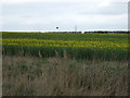 Oilseed rape crop in DN20 9DP
