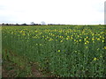 Oilseed rape crop in DN20 9PA