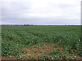 Oilseed rape crop off Sturton Lane in DN20 9DW