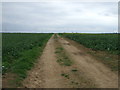 Farm track heading south in DN20 9DW