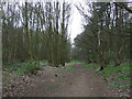 Path through woodland in DN15 0DB