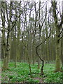 Woodland near Lodge Farm in DN15 0DB