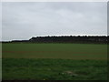 Farmland towards Broomfield Plantation in DN20 0BY