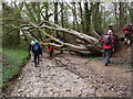 Fallen tree on Stocking Lane in SG13 8LE