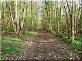 Path through High Castle Wood in TN15 6XT