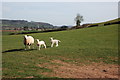 Ewe and lambs in the Golden Valley in HR2 0SL