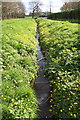 Celandines on banks of drainage ditch, Chilworth Road in OX44 7NT