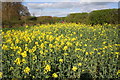 Footpath emerges onto Chilworth Road from rape field in OX44 7NT