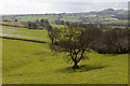 Tree in field on Small Down farm in BA4 6ED