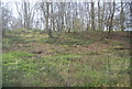 In the Hildenborough Cutting in TN11 8PD