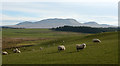 Sheep in field near to Bryn-tywarch in LD3 8YG