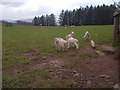 Lambs with Rain Macs in LD3 8TG