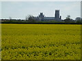 Rape in flower north of Ely in CB6 2SJ