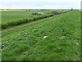 Great Dam Fen near The Ouse Washes in CB6 2DD