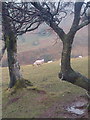 Sheep Pasture, Cwm-llwch in LD3 8NE