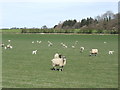 Sheep and lambs in LD8 2SD
